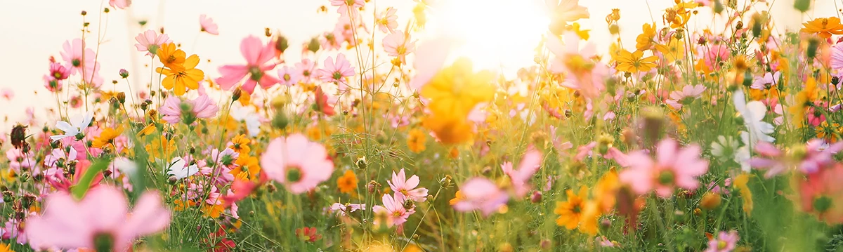 Champ de fleurs printemps